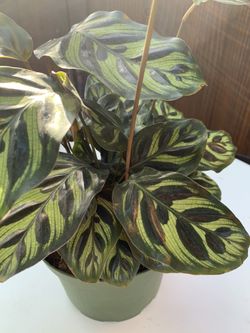 Calathea Peacock