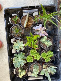 succulents