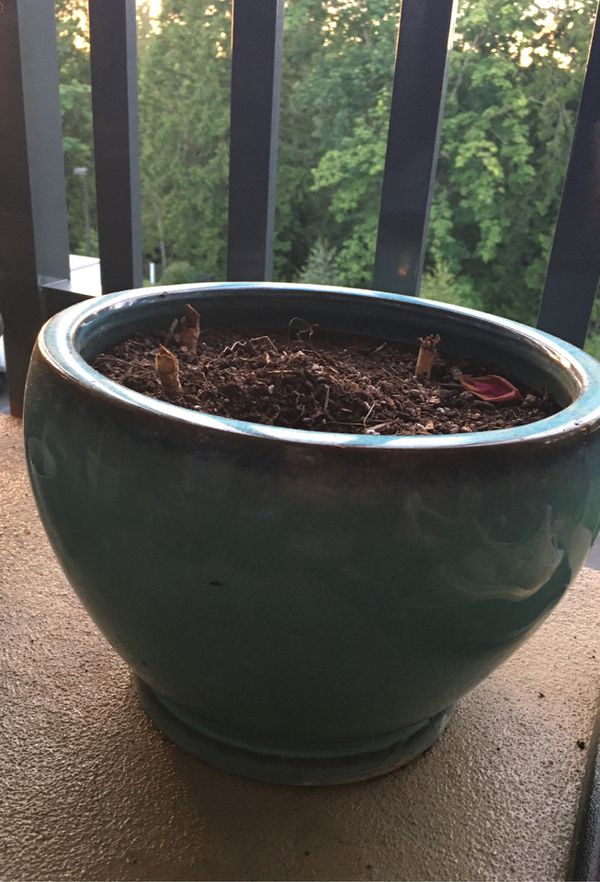 Pot with soil for Sale in Bothell, WA - OfferUp