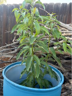 Hass avocado tree