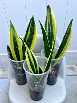 Golden flame Snake plants $6 each