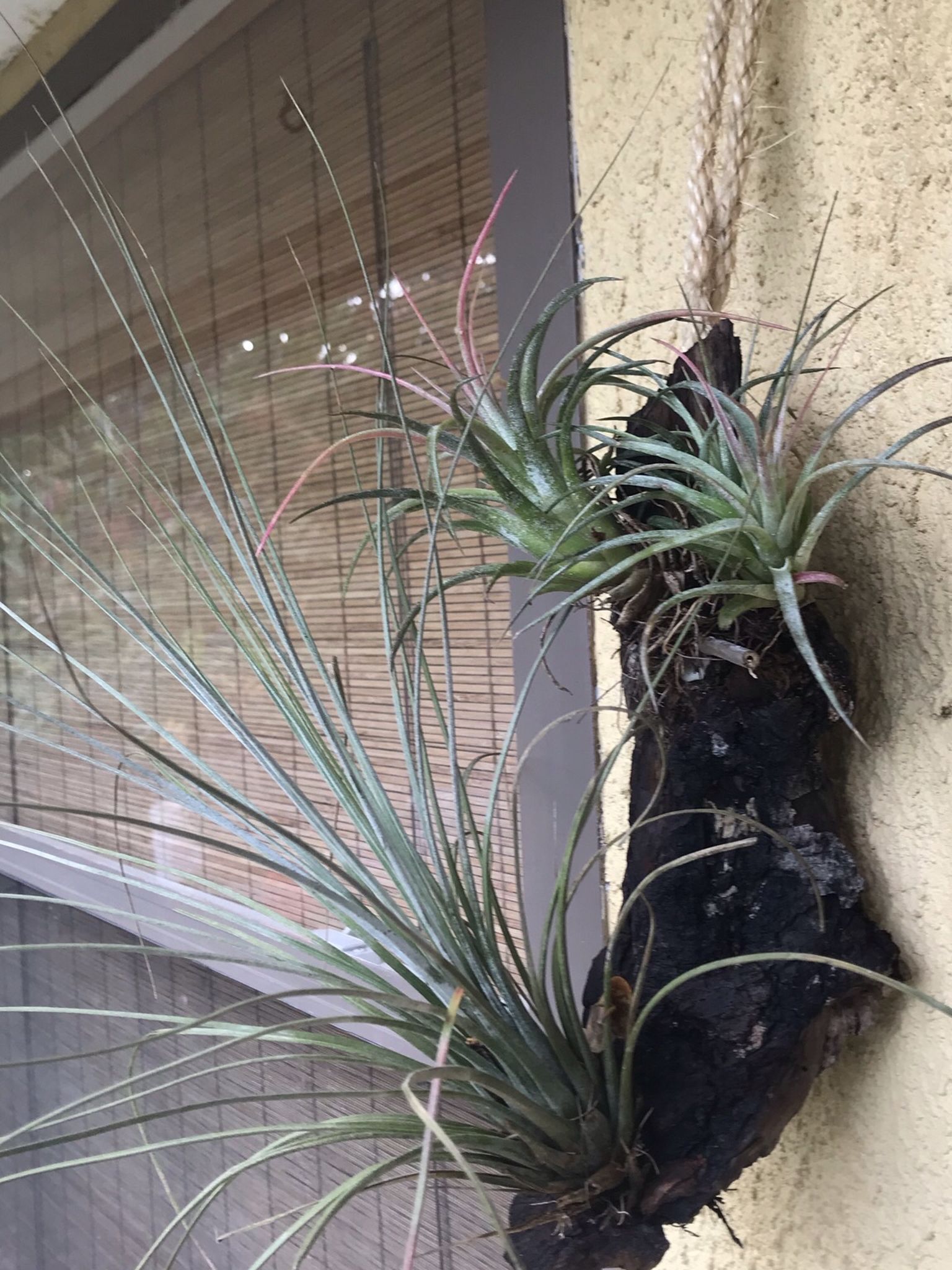 Air Plants #1