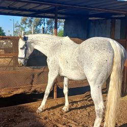 Caballeriza/boarding Horse Caballo