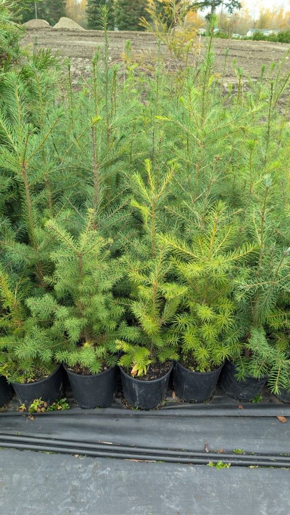 Douglas Firs (2 Gallon Pots)