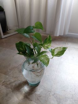 Planta mix