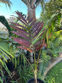 Flame Thrower Palm trees & Cycads