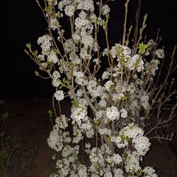 Pear Blossom Tree