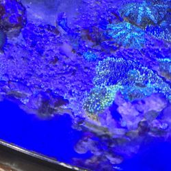  Fish Tank