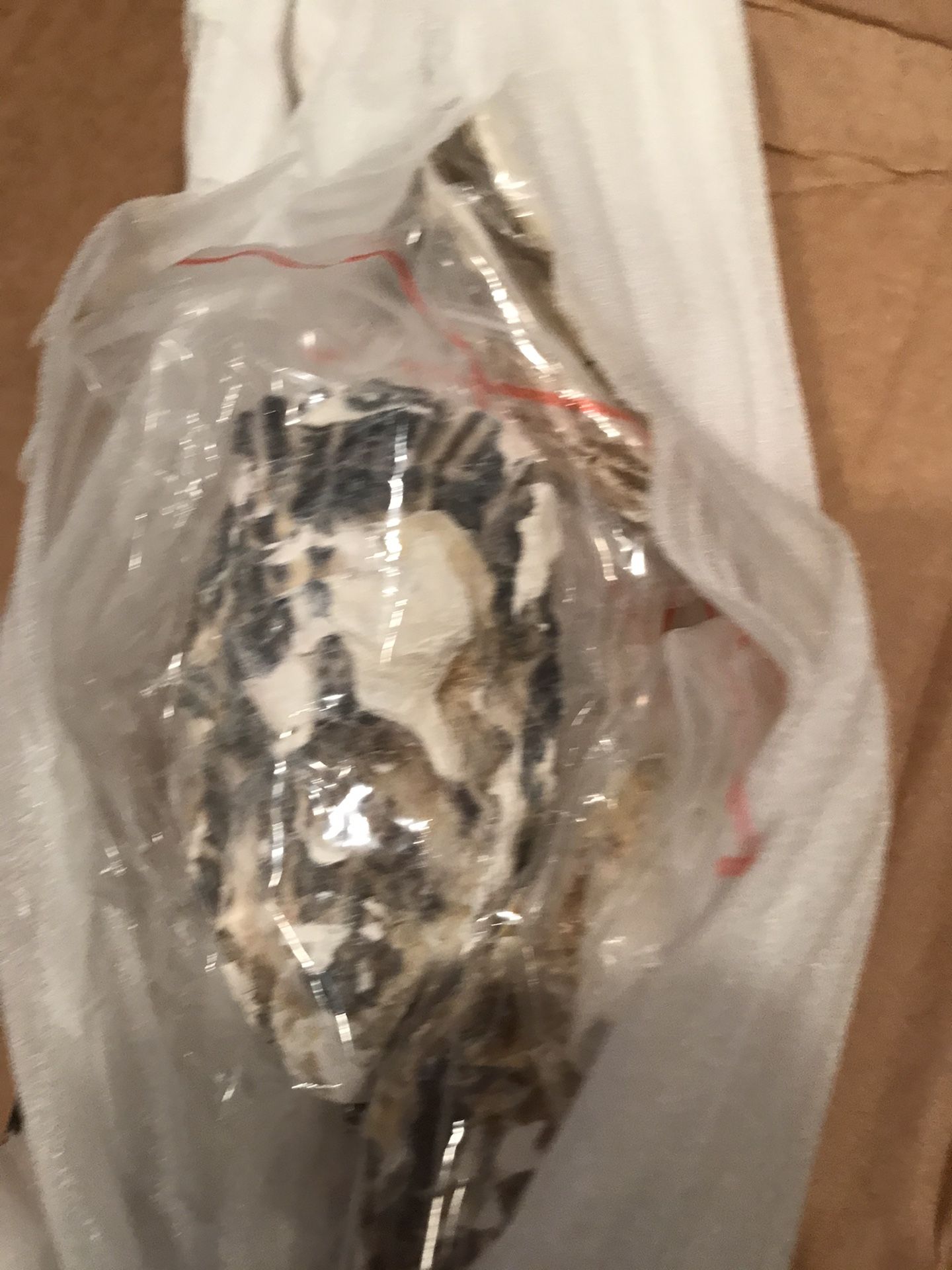 Pier 1 imports oyster pendant suspension huitres NIB