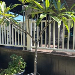 Plumeria Tree