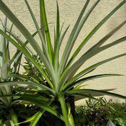Organic pineapple Plants