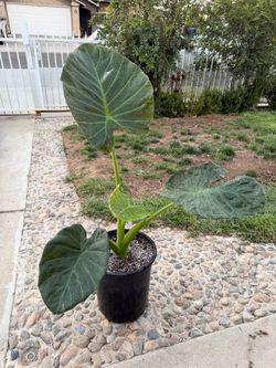 Alocasia Regal in 5 gallons pot