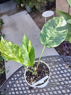 RARE Epipremnum Yellow Flame Plant $25