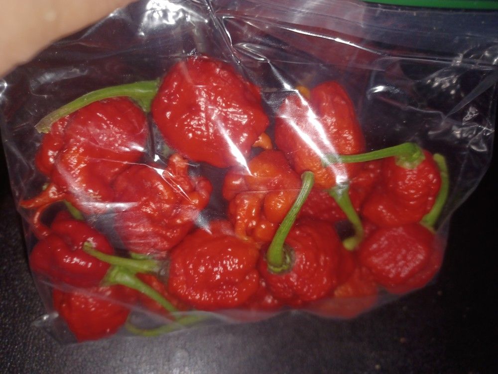 Carolina Reapers Hot Peppers