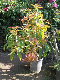 Large Avocado Tree