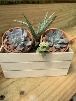 Succulents arrangement