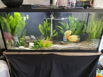 55 Gallon Established Tank with 7 Fishie Friends