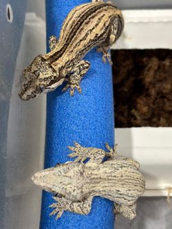 Enclosures for reptiles gargoyles crested geckos