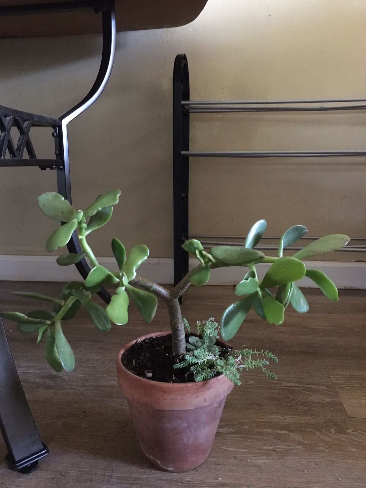 Succulent live plant