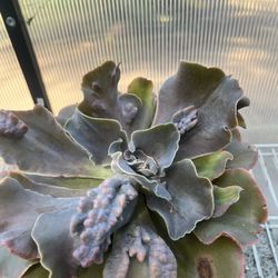 Succulent Plant 