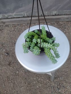 Donkey Tail Plant 6" Nursery Pot