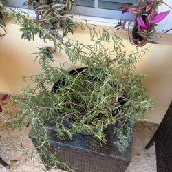 large Rosemary plant