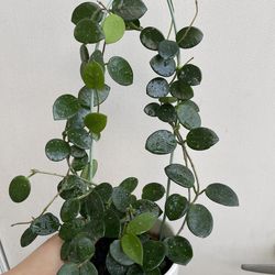 Hoya Mathilde splash plant