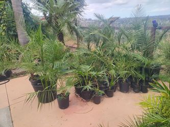 Medjool date palms