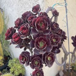 Purple Succulent Starter (See pictures )