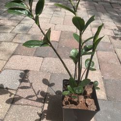 Zz Plant 