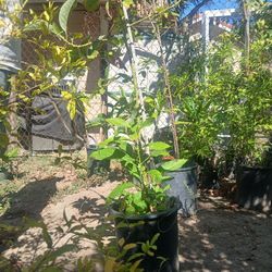 Avocado Tree