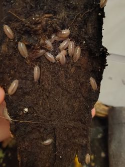 Isopods (porcellio scaber)??