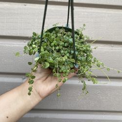 4” strings of turtles