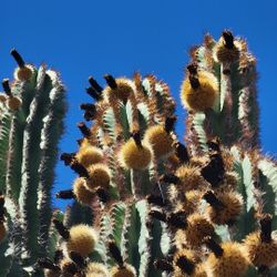 Pachycereus pecten-aboriginum Cactus - SEEDS 