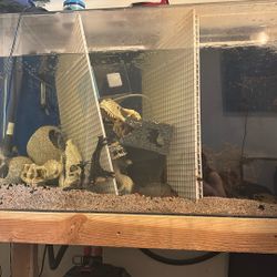 Hiding Spots For Fish Tanks Decorations