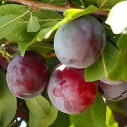 Santa Rosa Plum Trees