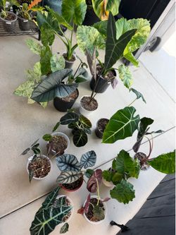 Big variety of Alocasias for sale…