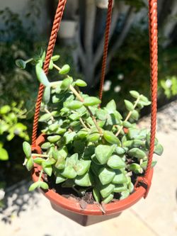 Crassula rupestris succulent in a 5’ hanging basket