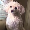LOLA