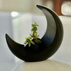 Moon planter - Live succulents