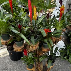 Bromeliads 