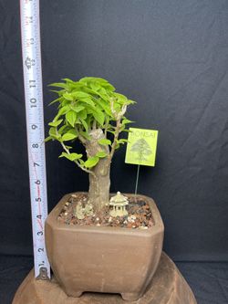 Red Bougainvillea Bonsai Tree In Unglazed Bonsai Pot($55)