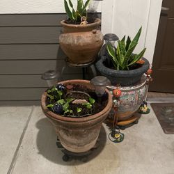 plants and pots
