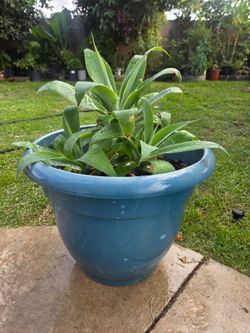 Foxtail Agave Plants