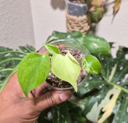 Monstera Bulbasaur