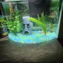 5 GALLON FISH TANK WITH ACESSORIES