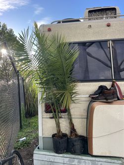 Palms - The Pair