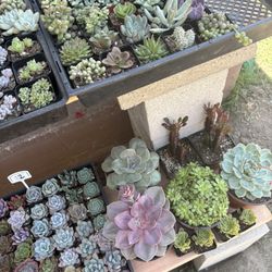 Plantas