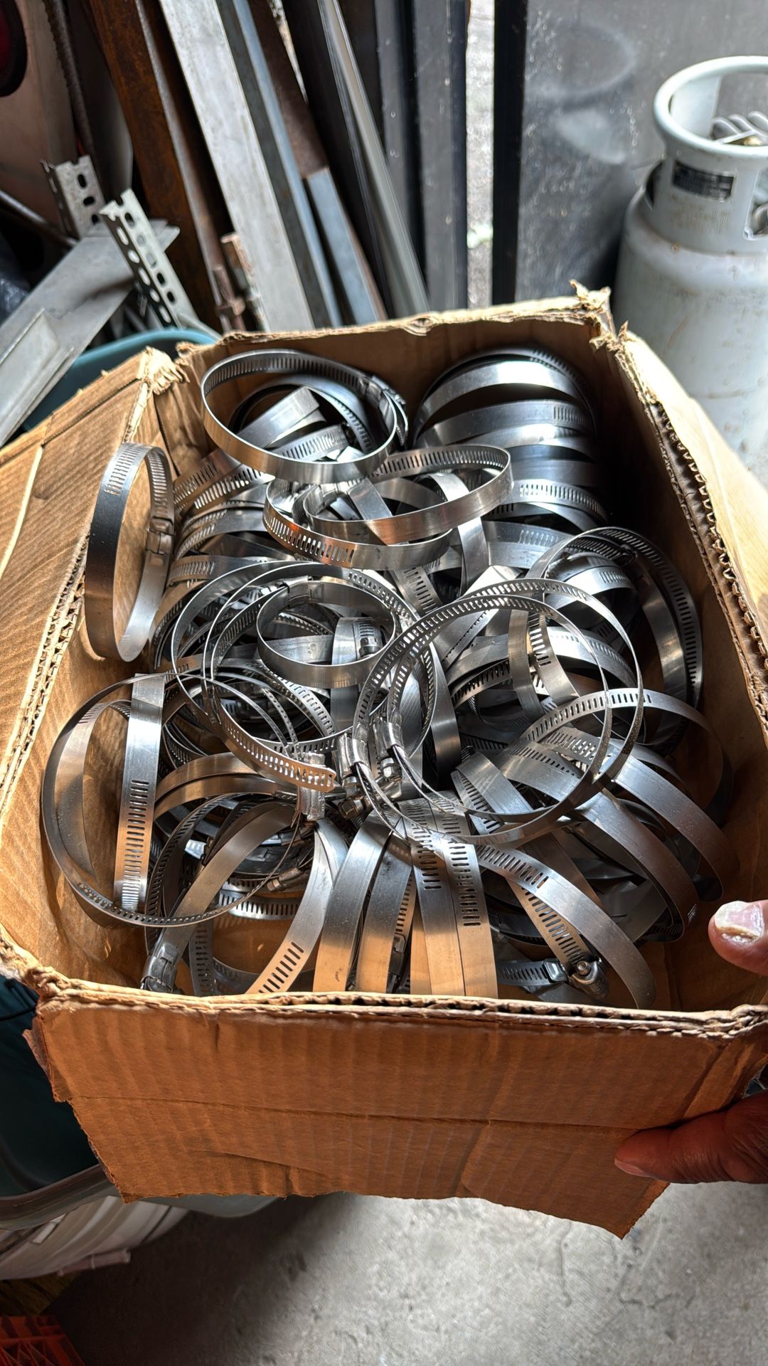 Hose Clams