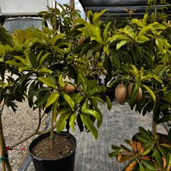 Chico/ Sapodilla/ Sapoche Has Fruit 5-6ft